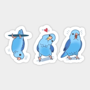 Three Blue parrotlet doodles Sticker